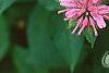 Monarda didyma 'Marshall's Delight', flowers