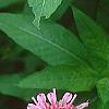 Monarda didyma 'Marshall's Delight', flowers