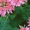 Monarda didyma 'Marshall's Delight', flowers