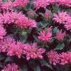 Monarda didyma 'Petite Delight', habit