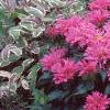 Monarda didyma 'Petite Delight', habit