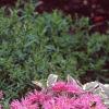 Monarda didyma 'Petite Delight', habit