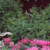 Monarda didyma 'Petite Delight', habit