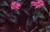 Monarda didyma 'Petite Delight', habit