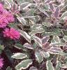 Monarda didyma 'Petite Delight', habit