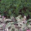 Monarda didyma 'Petite Delight', habit