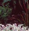 Monarda didyma 'Petite Delight', habit