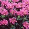 Monarda didyma 'Petite Delight', habit