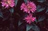 Monarda didyma 'Petite Delight', habit