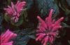Monarda didyma 'Petite Delight', flowers