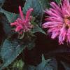 Monarda didyma 'Petite Delight', flowers