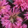 Monarda didyma 'Petite Delight', flowers
