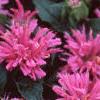 Monarda didyma 'Petite Delight', flowers