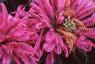Monarda didyma 'Petite Delight', flowers