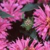 Monarda didyma 'Petite Delight', flowers