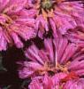 Monarda didyma 'Petite Delight', flowers
