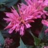 Monarda didyma 'Petite Delight', flowers