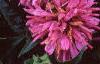 Monarda didyma 'Petite Delight', flowers