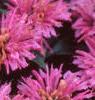 Monarda didyma 'Petite Delight', flowers
