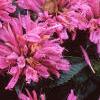 Monarda didyma 'Petite Delight', flowers