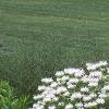 Monarda didyma 'Snow White', habit