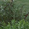 Monarda didyma 'Snow White', habit