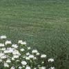 Monarda didyma 'Snow White', habit
