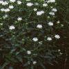 Monarda didyma 'Snow White', habit
