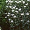 Monarda didyma 'Snow White', habit