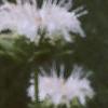Monarda didyma 'Snow White', flowers