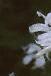Monarda didyma 'Snow White', flowers