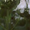 Monarda didyma 'Snow White', flowers