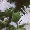 Monarda didyma 'Snow White', flowers
