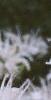 Monarda didyma 'Snow White', flowers