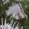 Monarda didyma 'Snow White', flowers