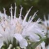 Monarda didyma 'Snow White', flowers