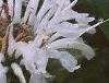 Monarda didyma 'Snow White', flowers
