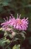 Monarda fistulosa, habit