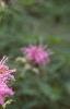 Monarda fistulosa, habit