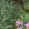 Monarda fistulosa, habit