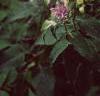 Monarda fistulosa, habit
