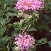 Monarda fistulosa, habit