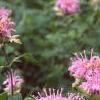 Monarda fistulosa, habit