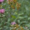 Monarda fistulosa, habit