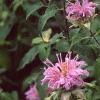 Monarda fistulosa, habit