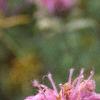 Monarda fistulosa, flowers