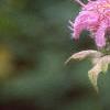 Monarda fistulosa, flowers
