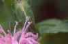 Monarda fistulosa, flowers