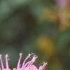 Monarda fistulosa, flowers