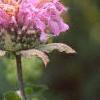 Monarda fistulosa, flowers
